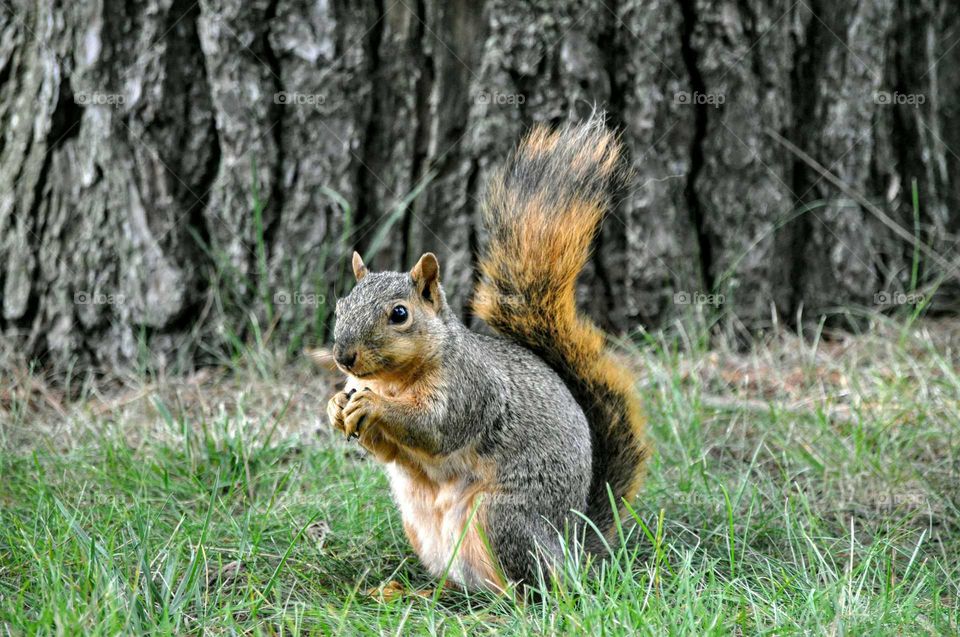 squirrel