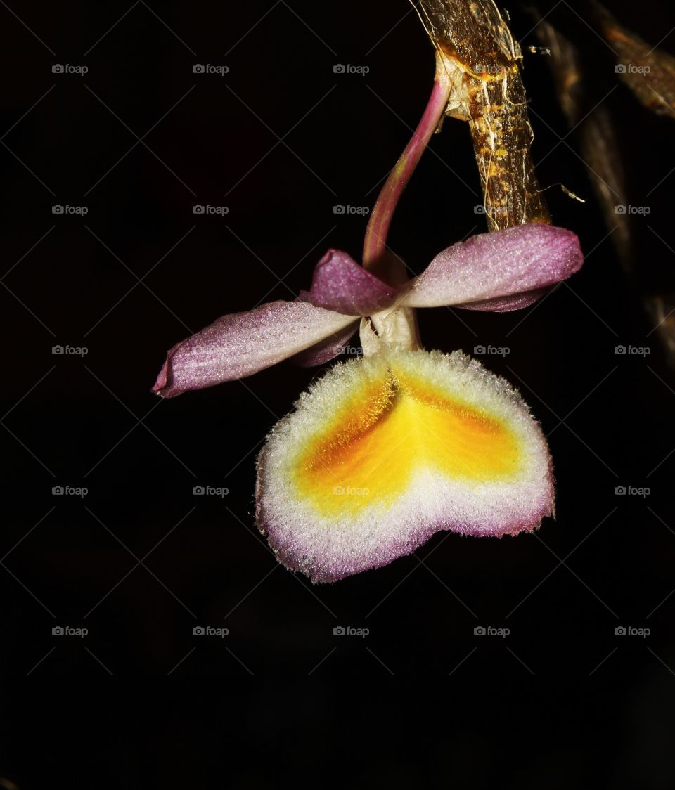 orchid
