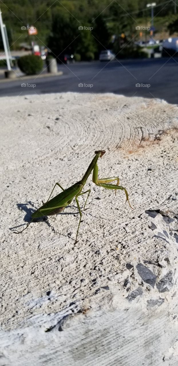 praying mantis