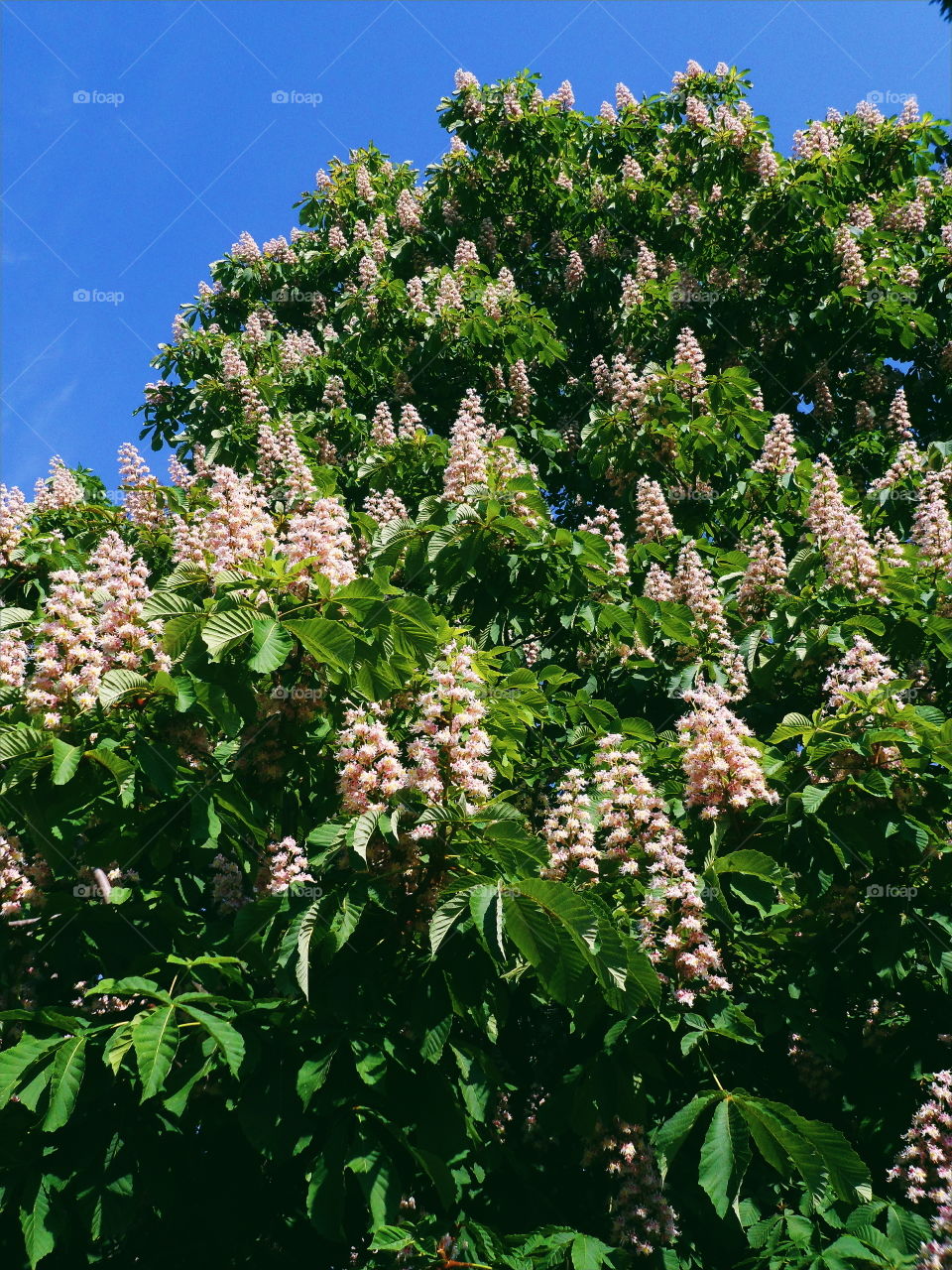 Flowering chestnuts in the city of Kiev, spring 2017