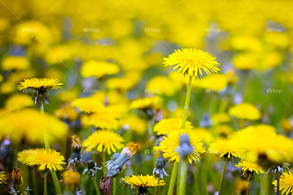 Blooming dandelions