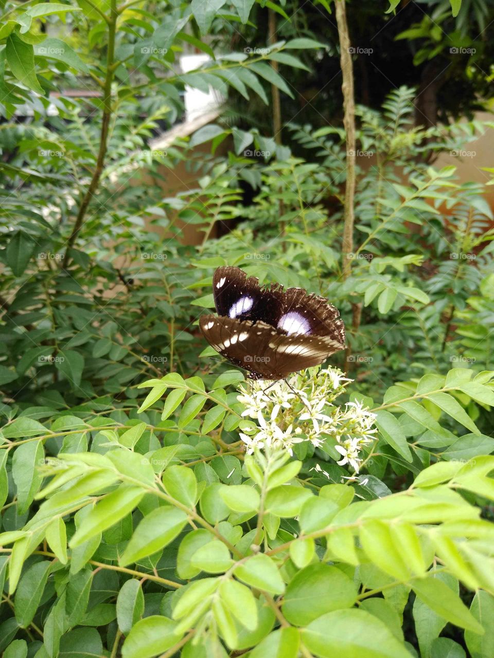 a butterfly sitting on a plant
