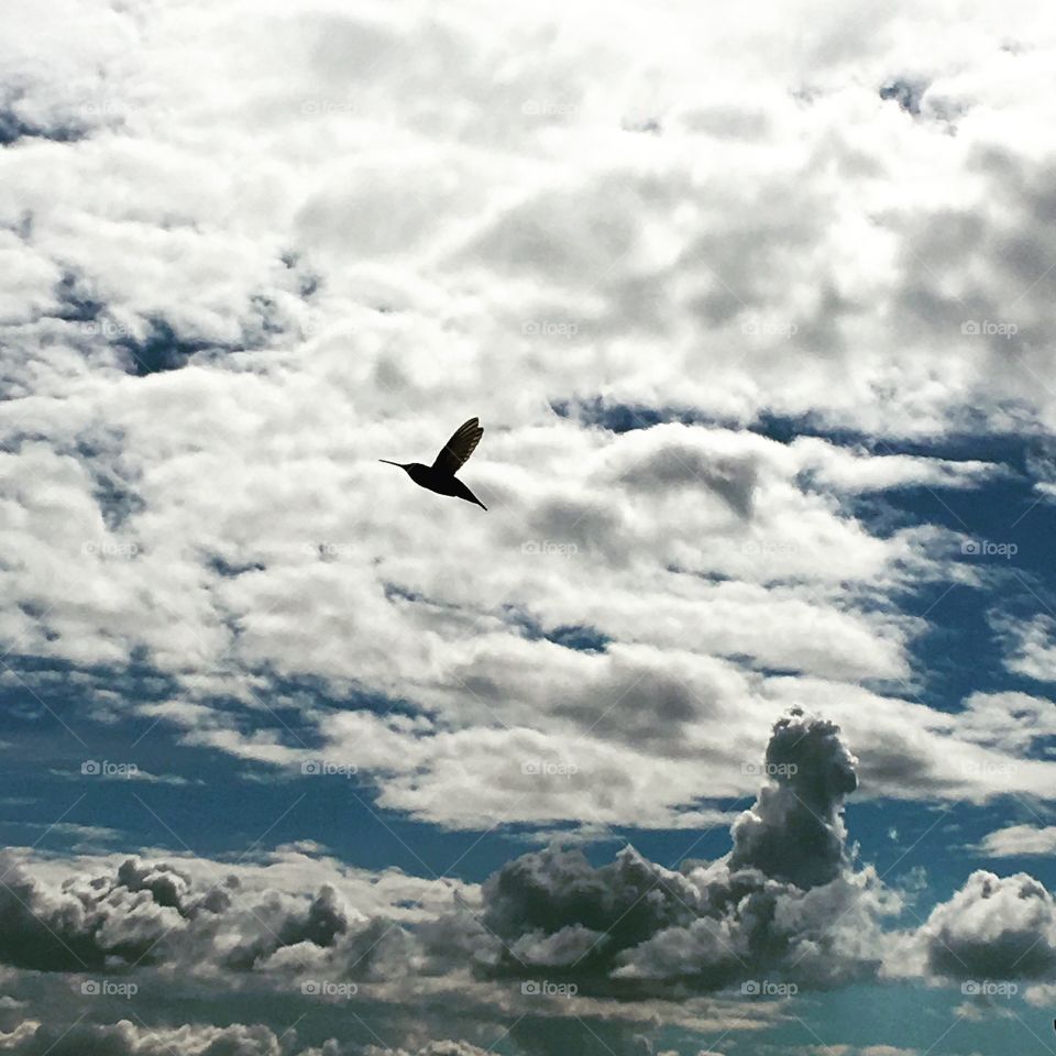 Humming bird caught in action! 