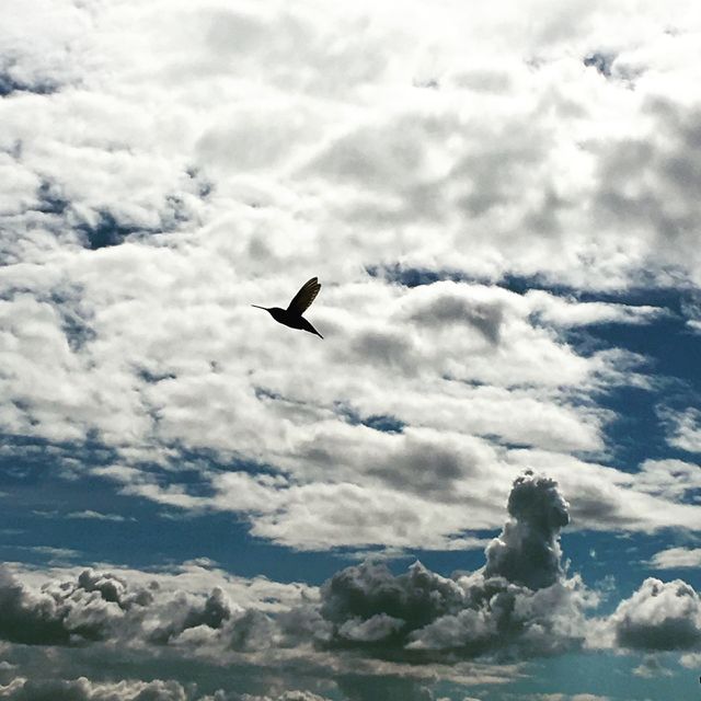 Humming bird caught in action! 