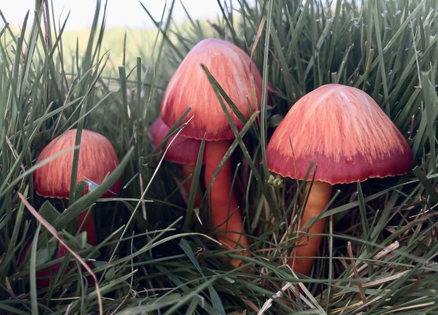 Red Waxgills growing in long grass