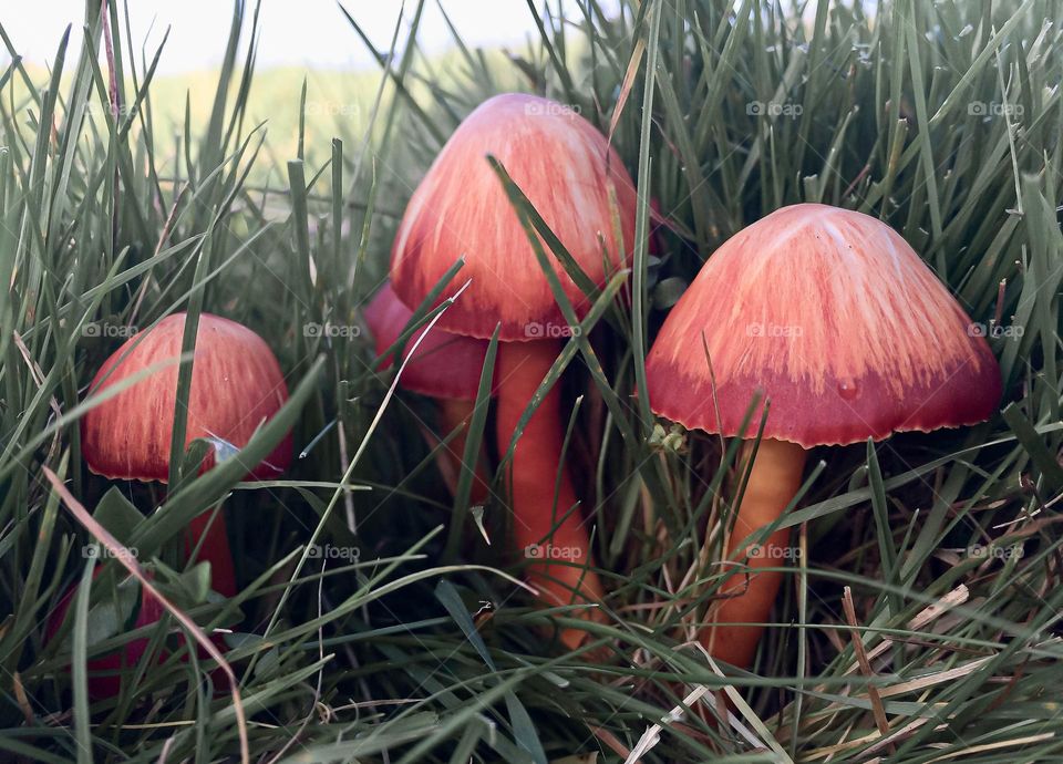 Red Waxgills growing in long grass