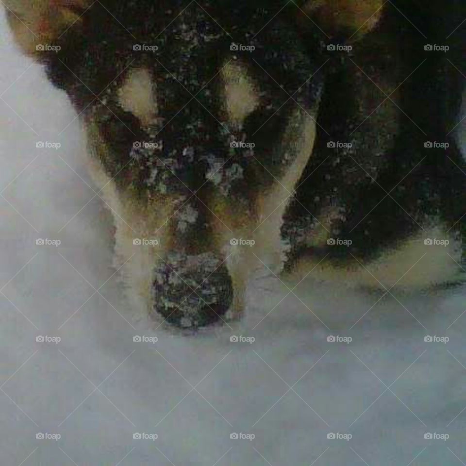 puppy enjoying the snow