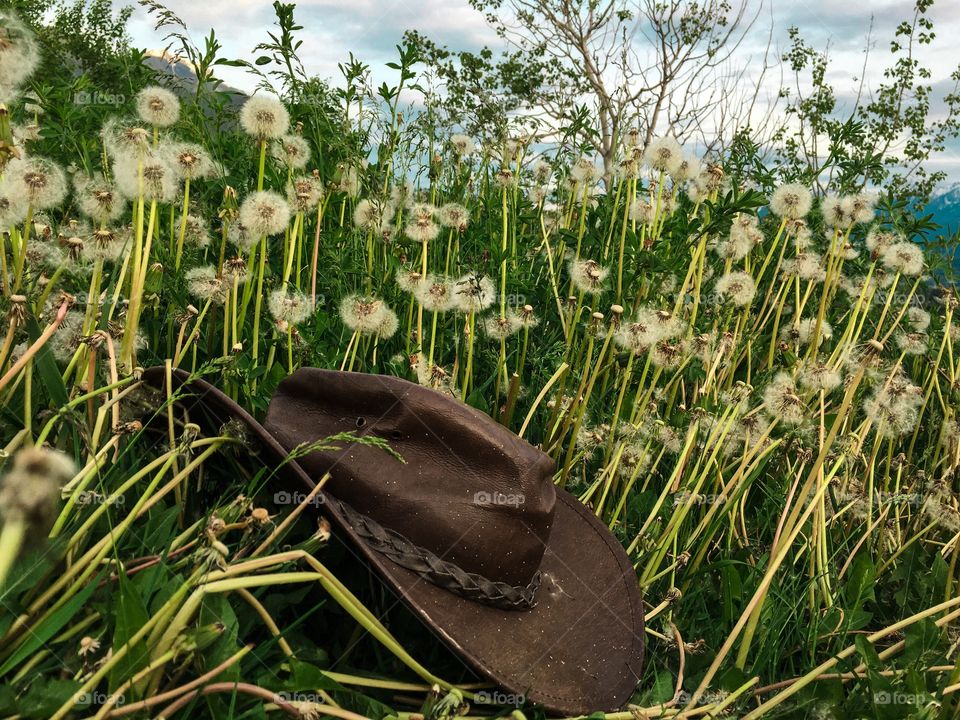 Worm leather cowboy hat sitting in an alpine meadow filled with seeding dandelions and grasses with view of Canada's snowy Rocky Mountains 