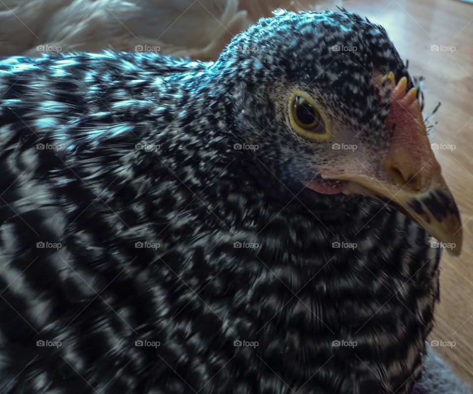 Barred rock chicken