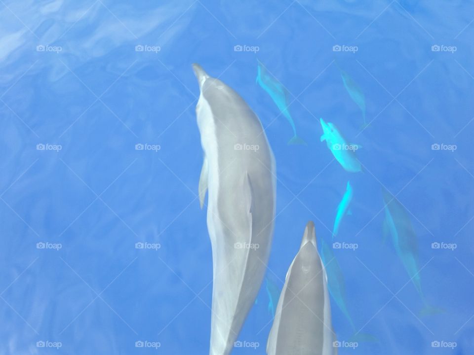 dauphins dans l'ocean indien 
île de la Réunion