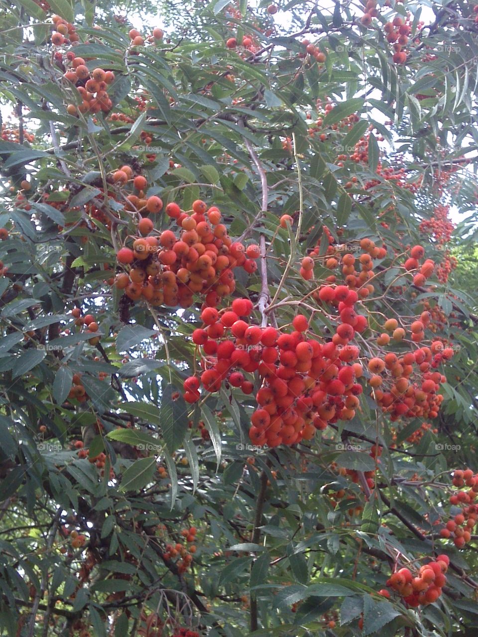 Rowanberry