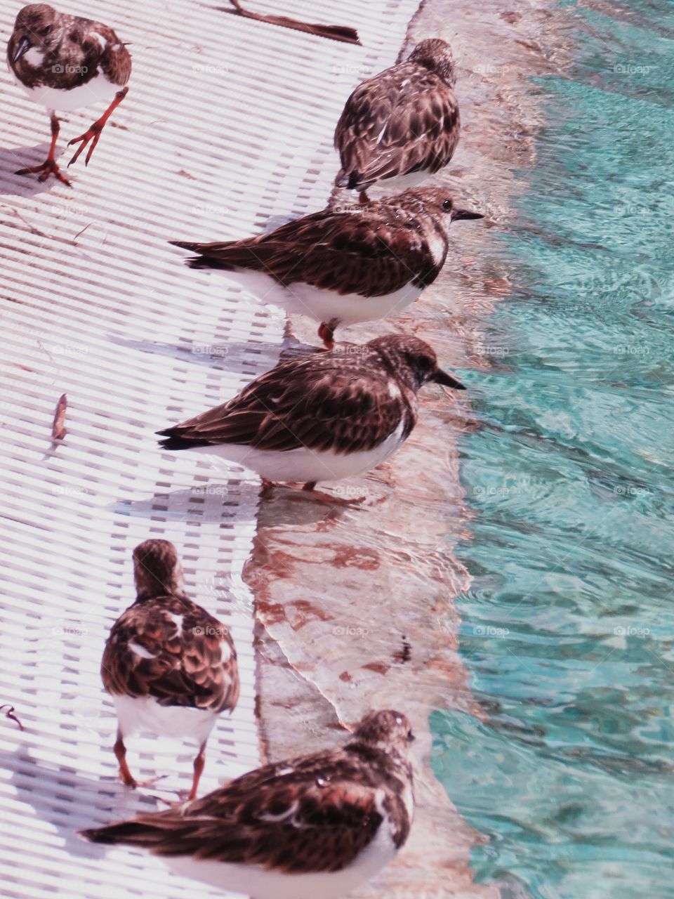 Lined up and taking a cool dip 