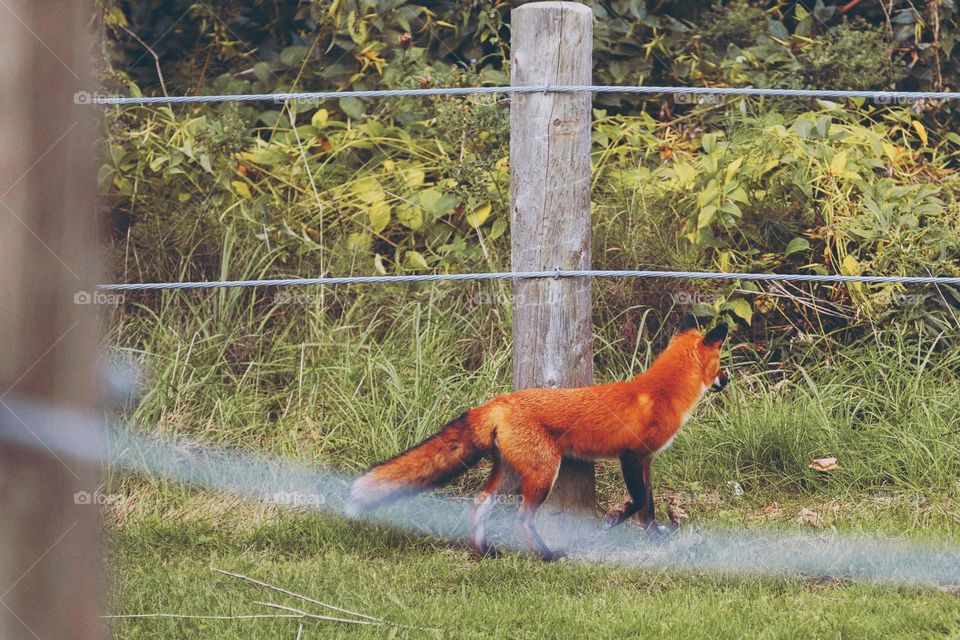 red fox appearing in a park in spring