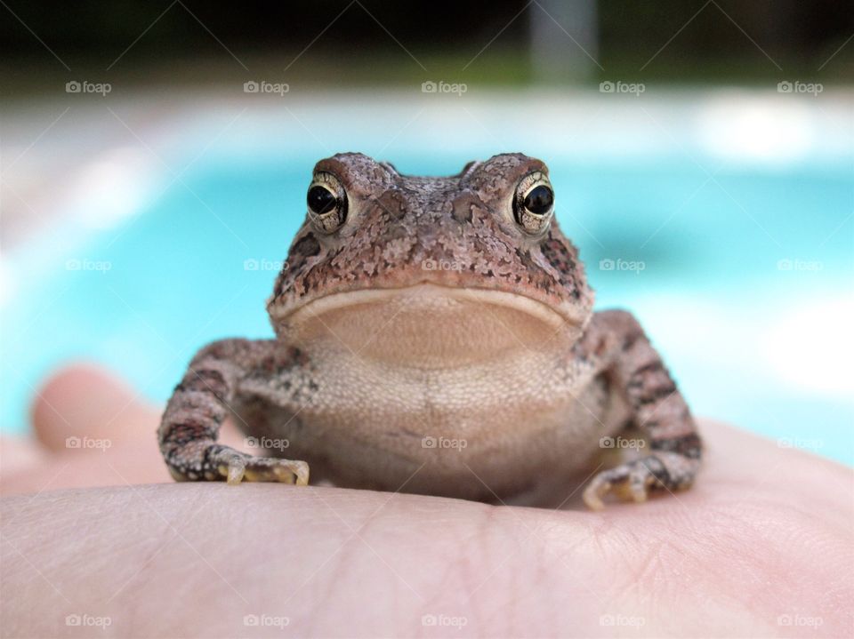 frog