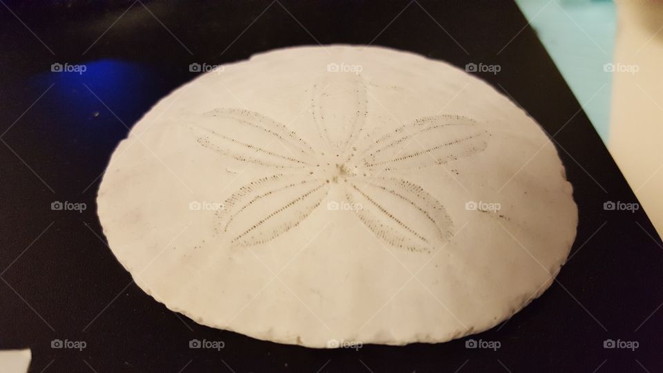 Sand Dollar