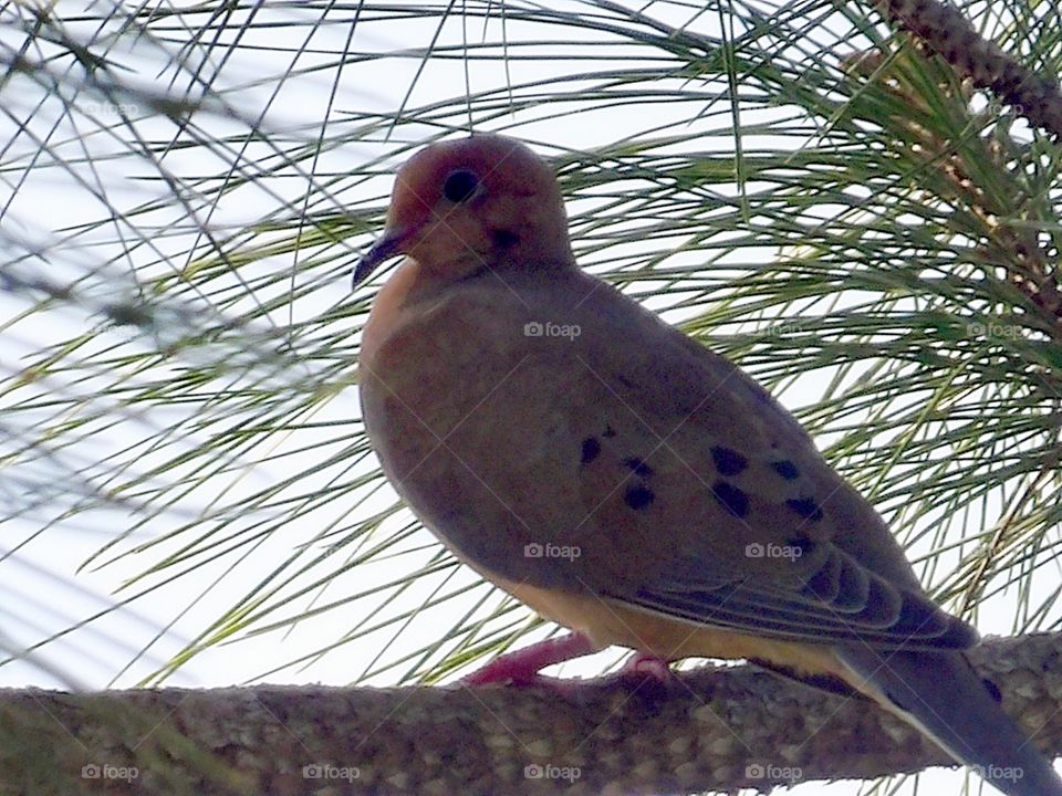 dove in tree