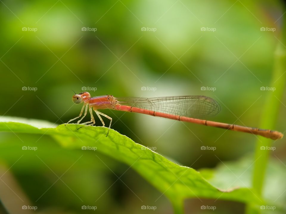 An orange damselfly is alighting on a green leaf.