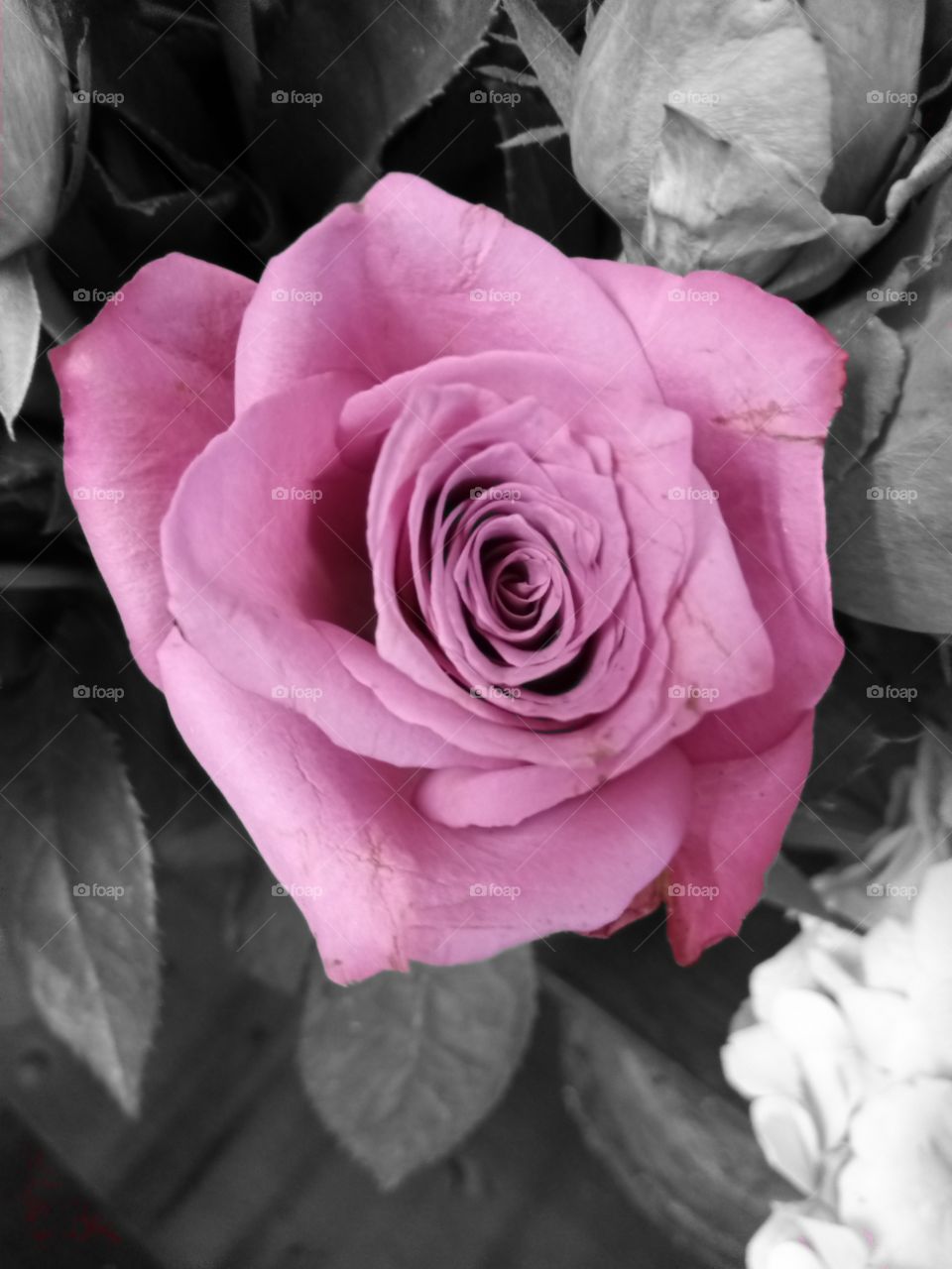 Purple rose