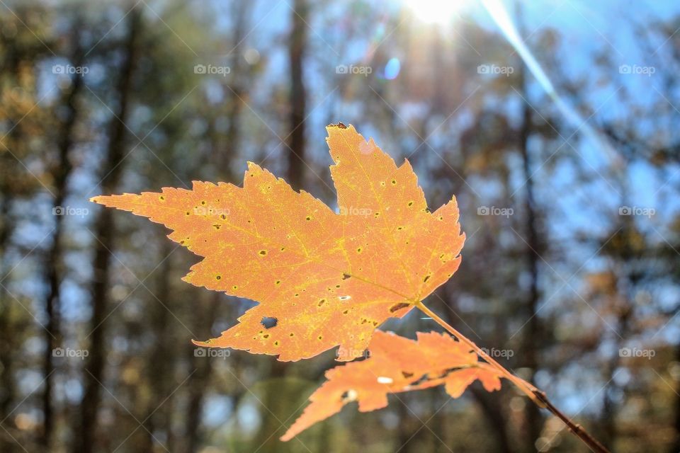 Autumn leaf, Northern Georgia, mountains