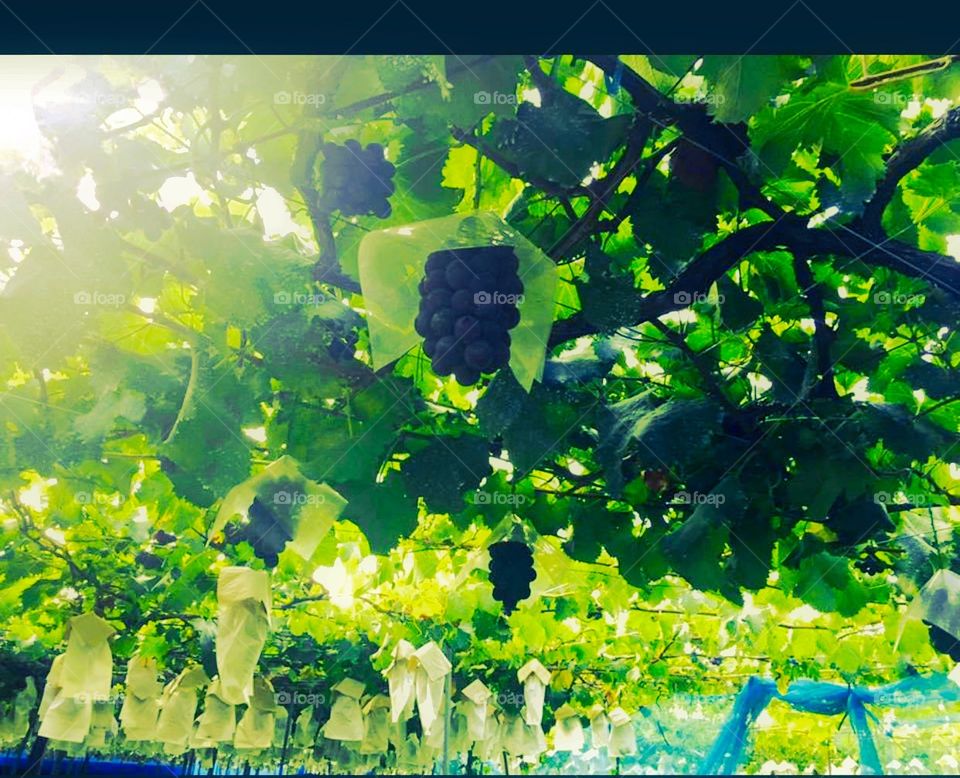 beautiful grapes garden natural view