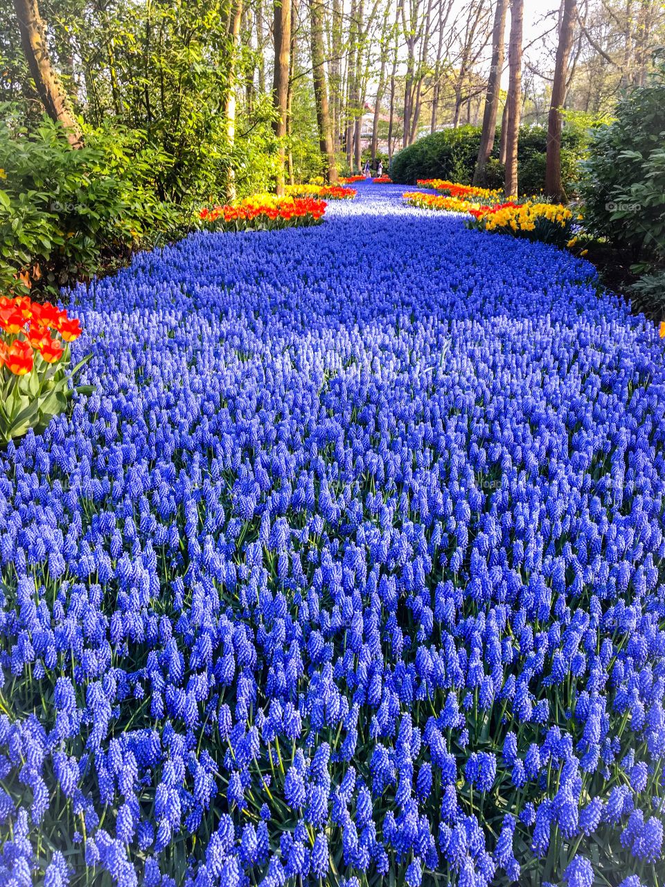 Keukenhof Flowers Gardens 