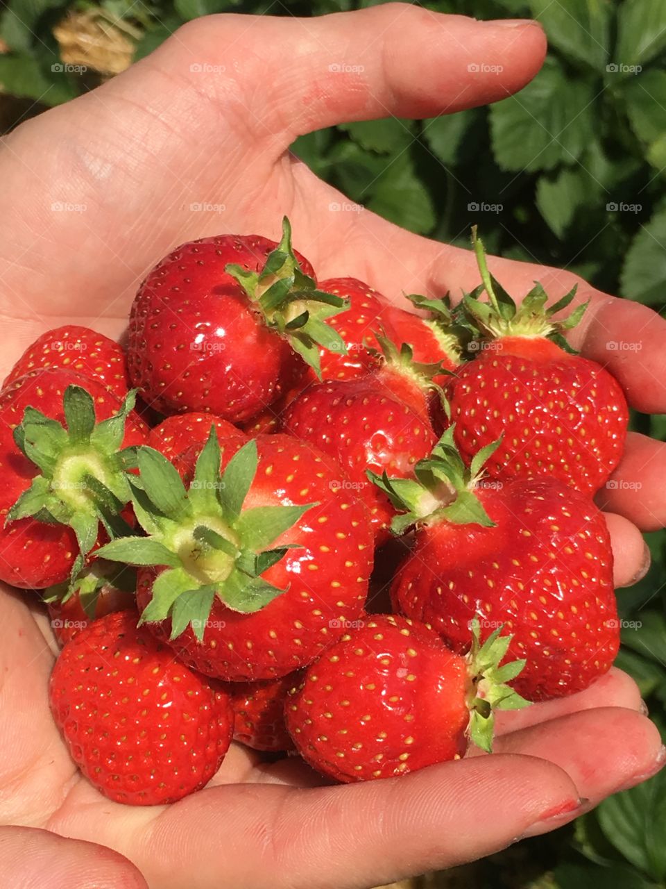  hands with strawberries