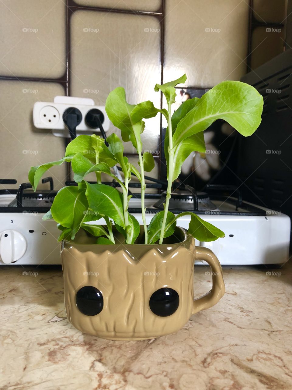 My groot lettuce:) I am groot