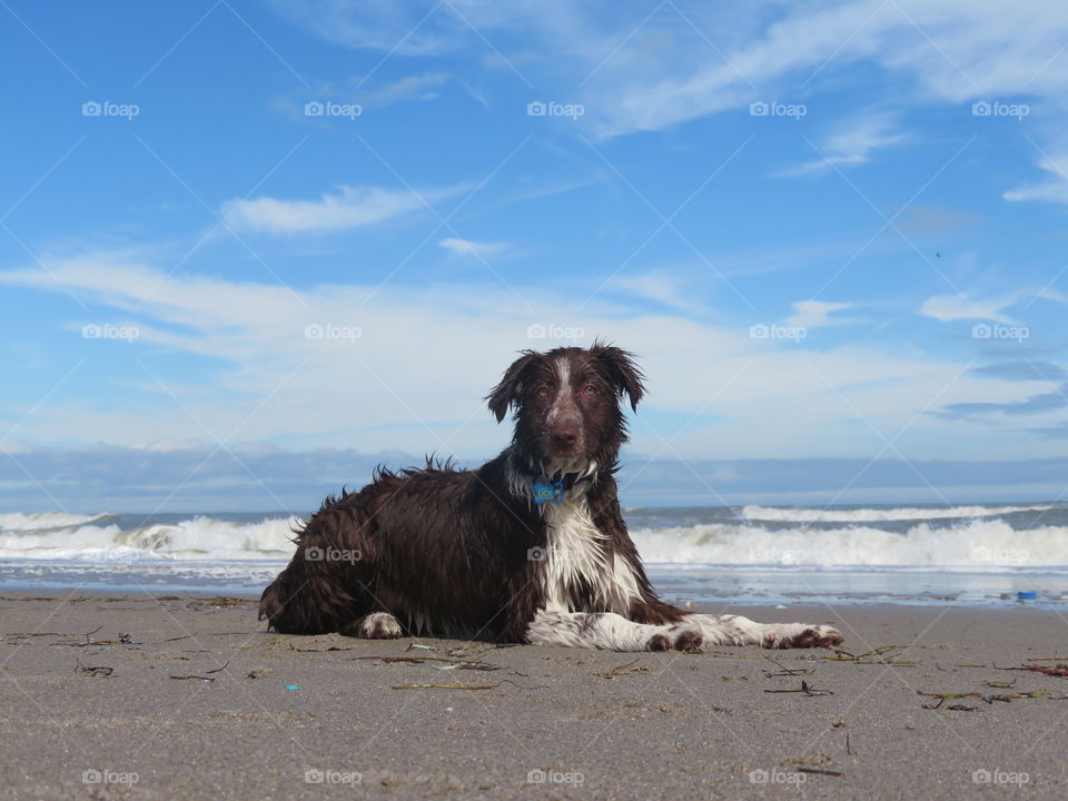 Puppy playing on the beach 