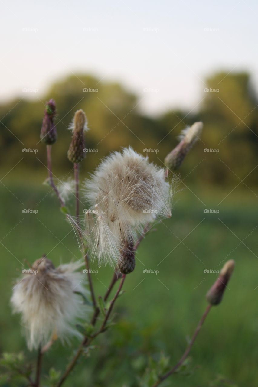 Bull Thistle gone to seed