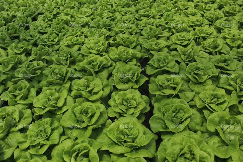 Crisp hydroponic lettuce