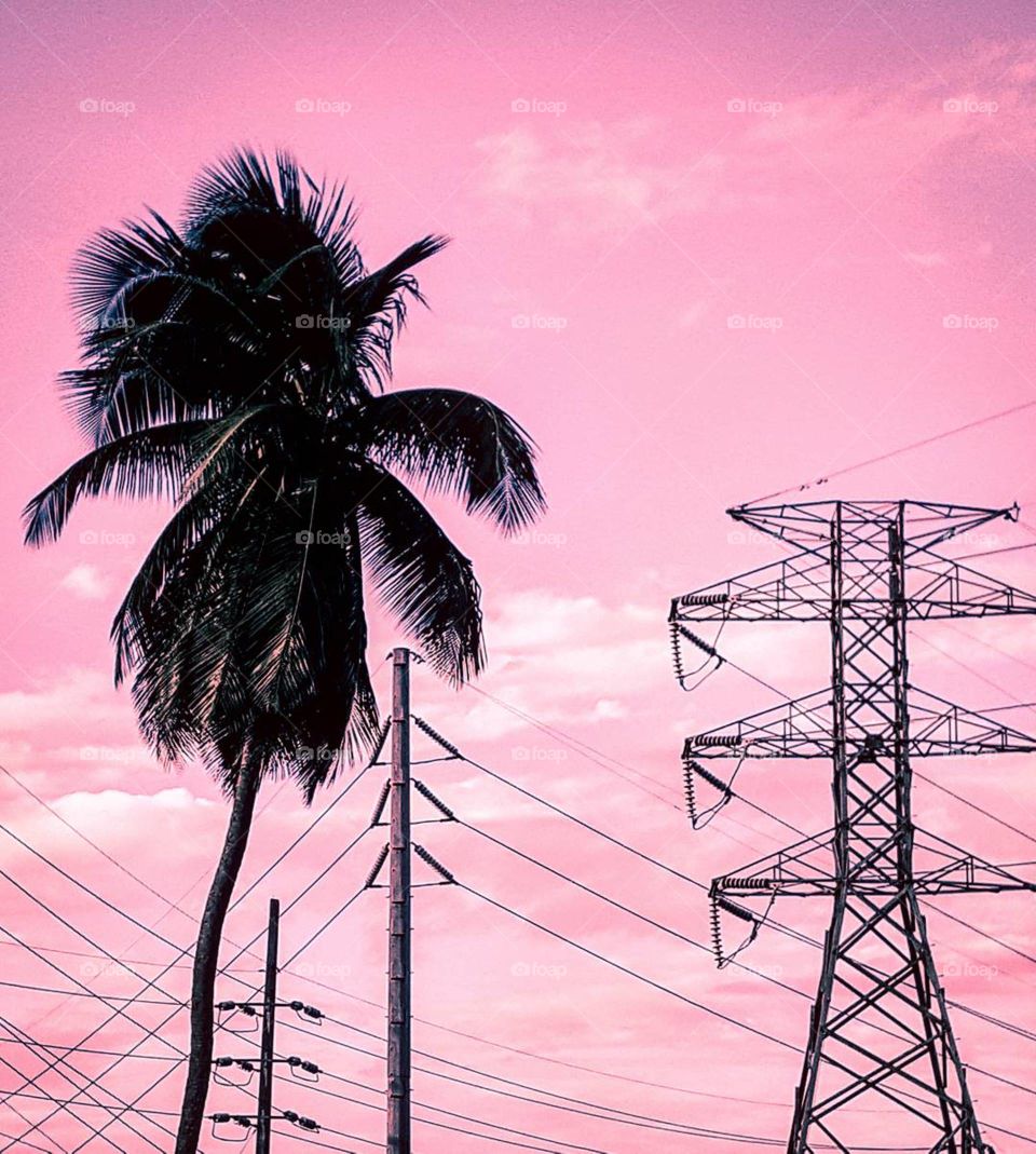 palm tree between power lines
