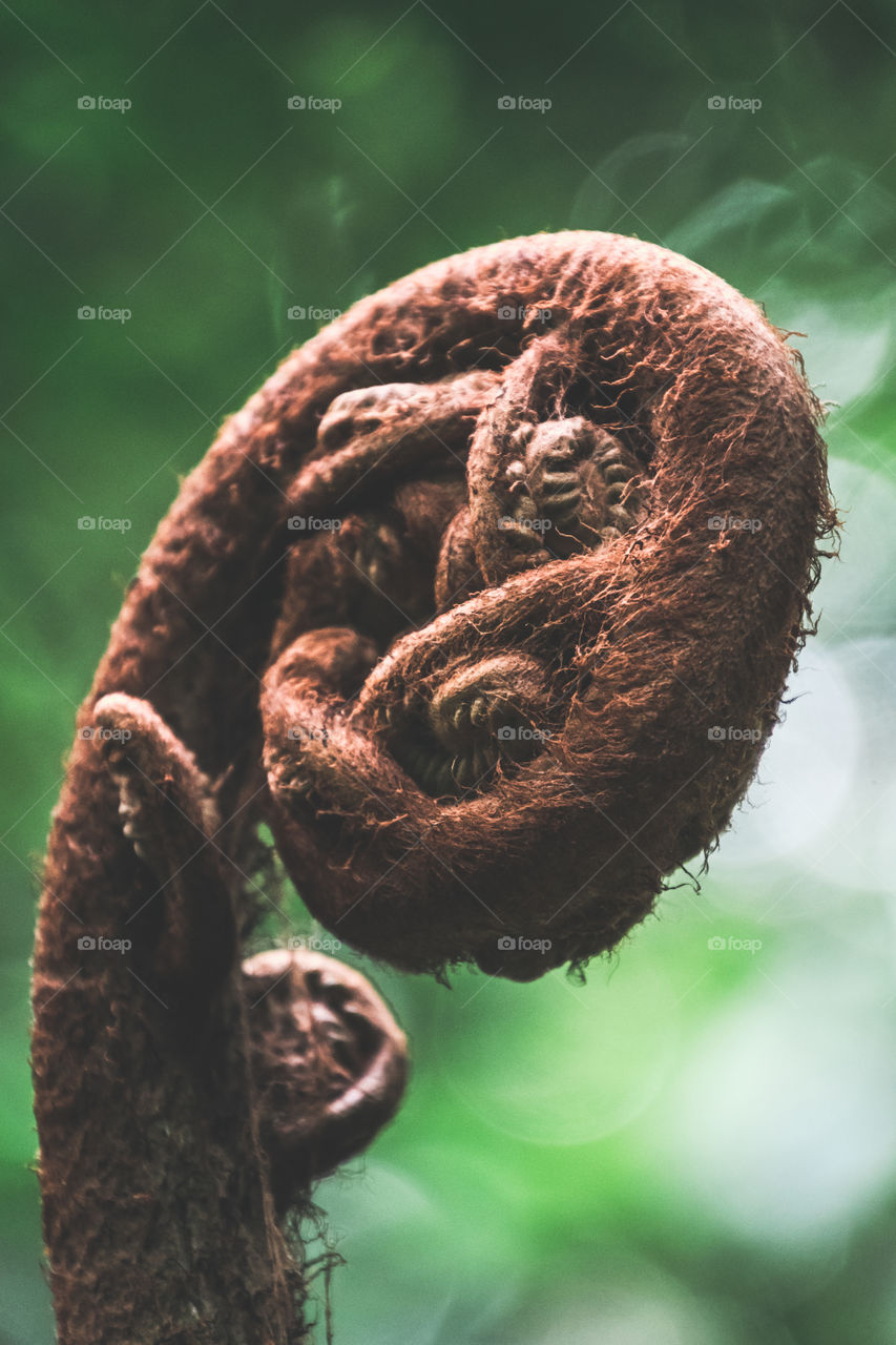 The beauty of a fern shoots in a park