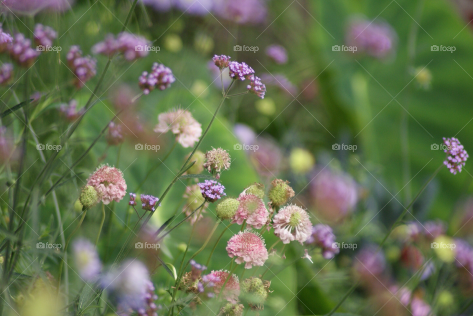 garden meadow summer wild flowers by Pahars