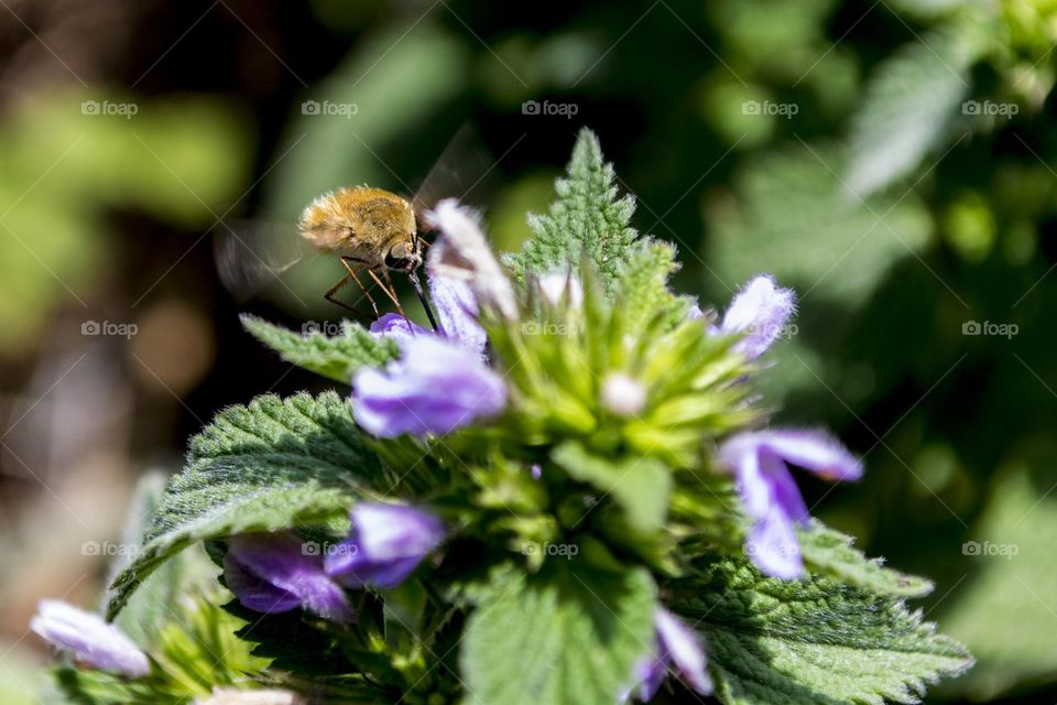 The Bombyliidae are a family of flies. Their common name are bee flies or humbleflies. Adults generally feed on nectar and pollen, some being important pollinators. Larvae are generally parasitoids of other insects.