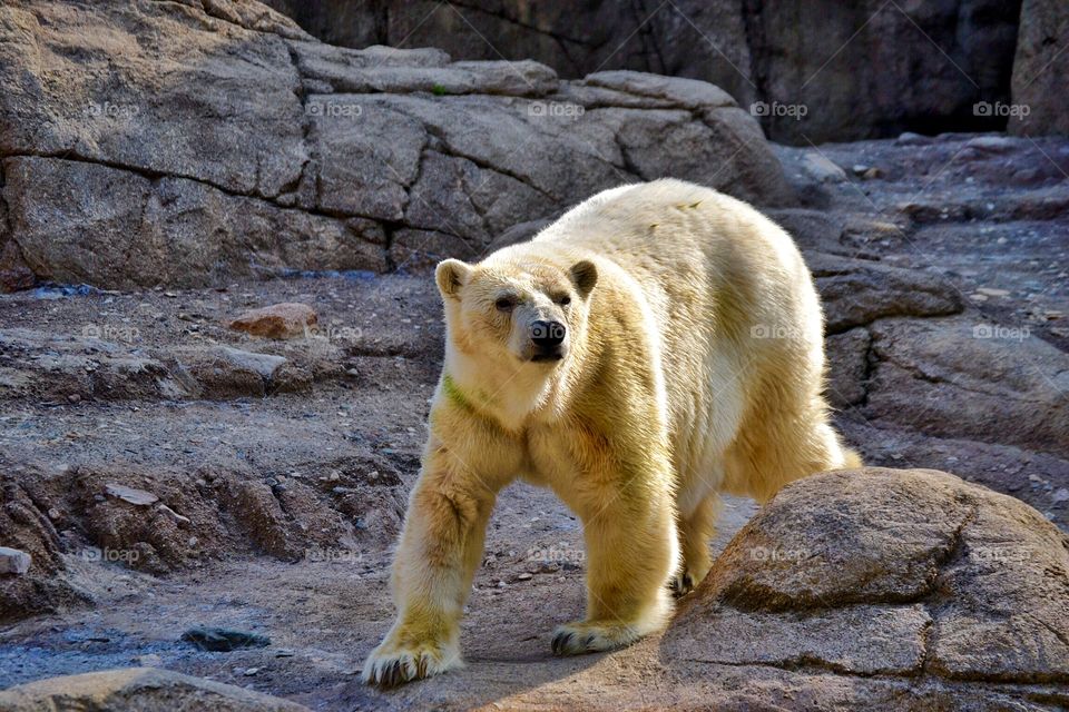 Polar bear