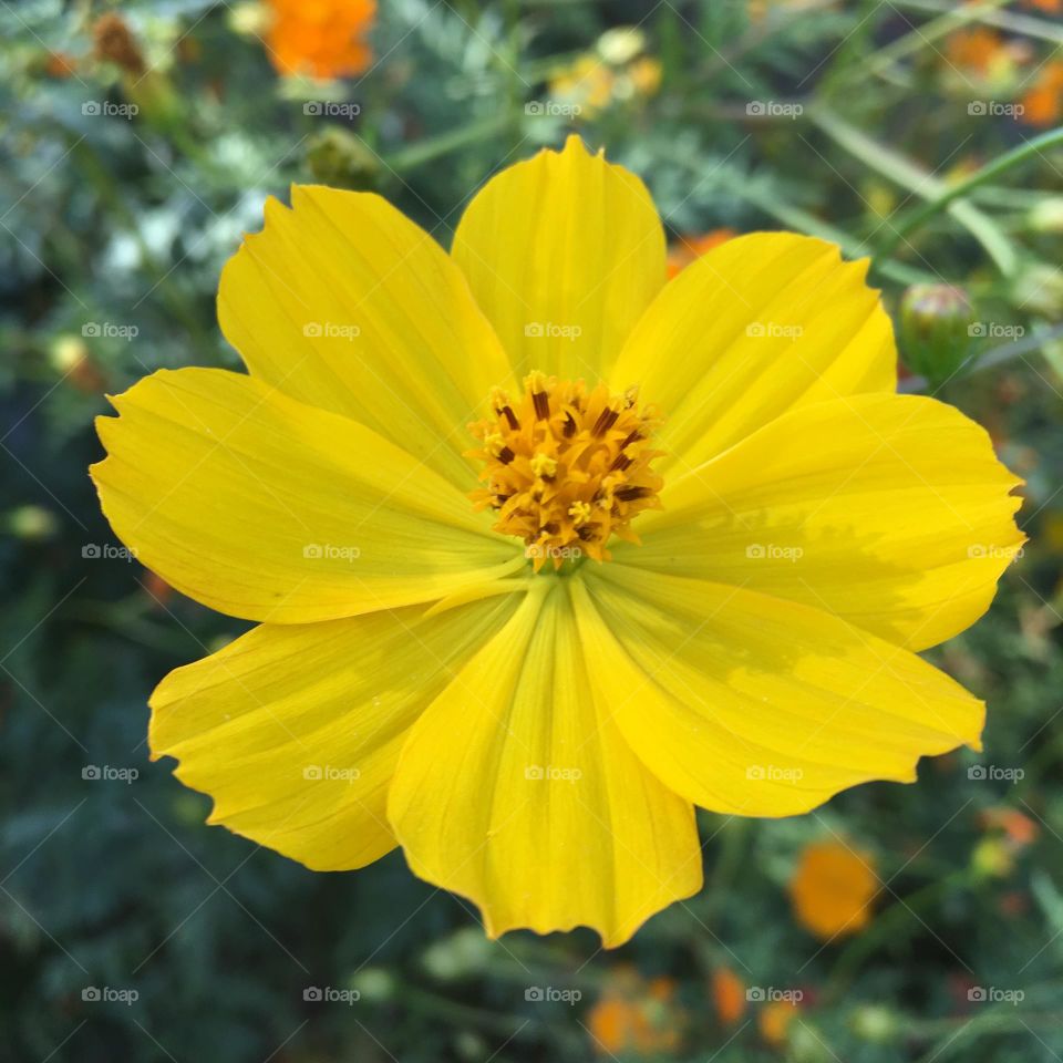 🌹 🇺🇸 Very beautiful flowers to brighten our day.  Live nature and its beauty. Did you like the delicate petals? / 🇧🇷 Flores muito bonitas para alegrar nosso dia. Viva a natureza e sua beleza. Gostaram das pétalas delicadas? 
