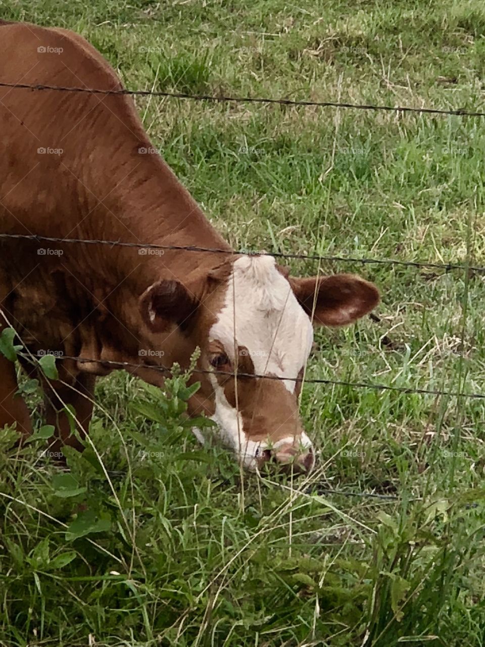 Cow Grazing