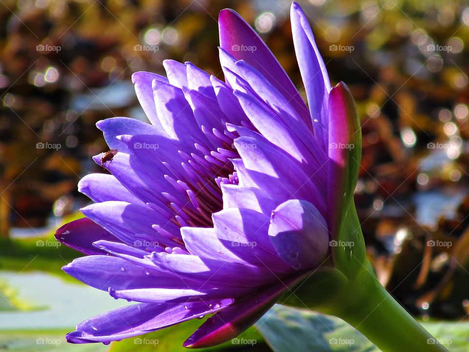 Nature reveals its beauty. a perfect purple lily