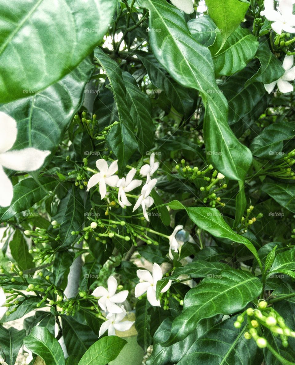 White Jasmine Is My Favorite