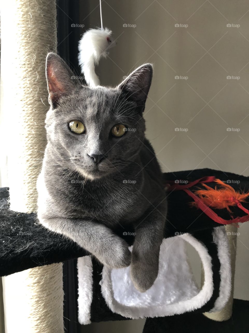 Grey domestic short haired cat