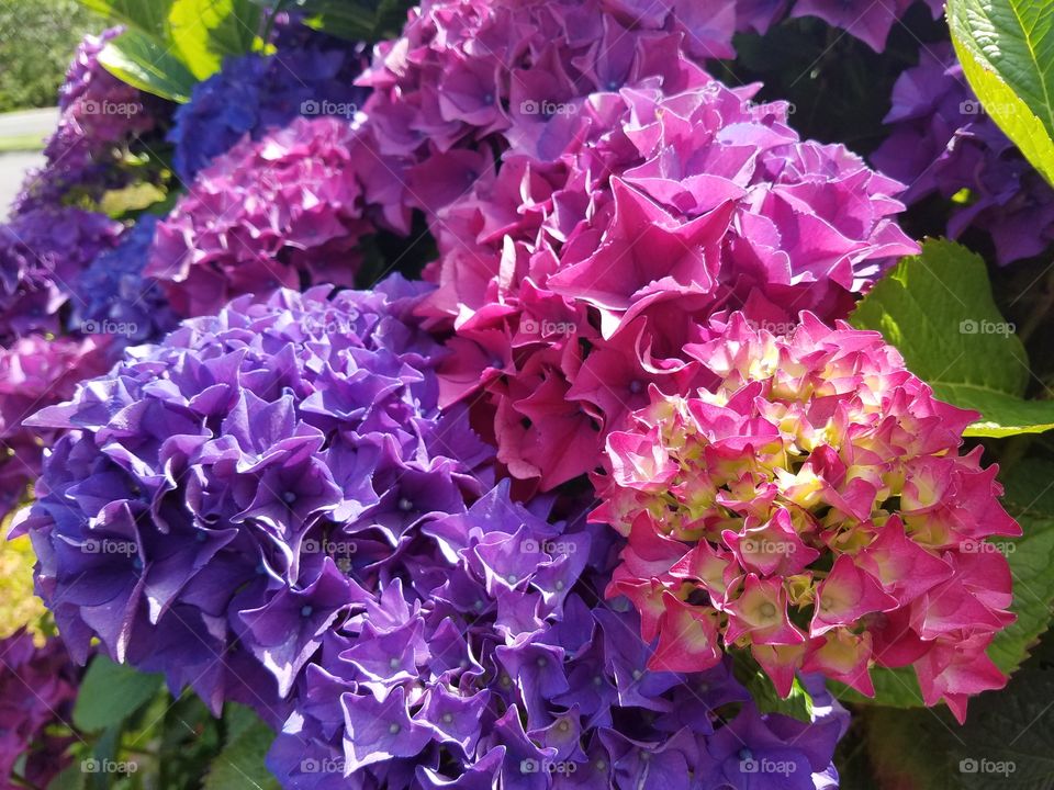 Hydrangeas