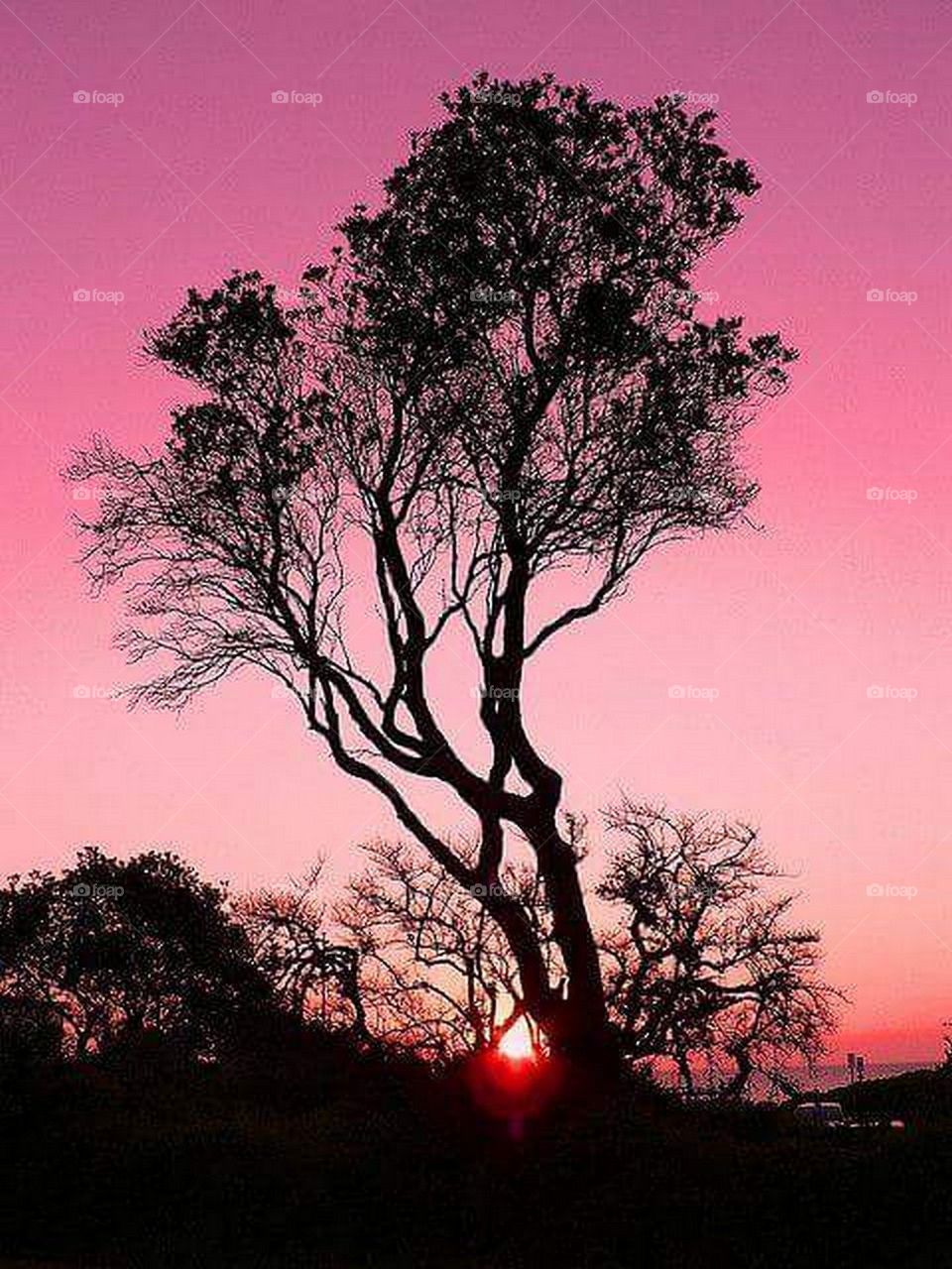 A magic sunset behind a tree ♡