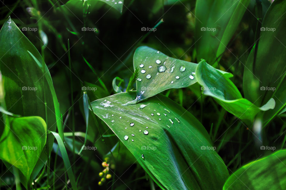 White x Green