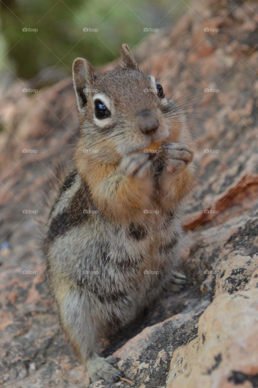 Squirrel @ Bryce Canyon 