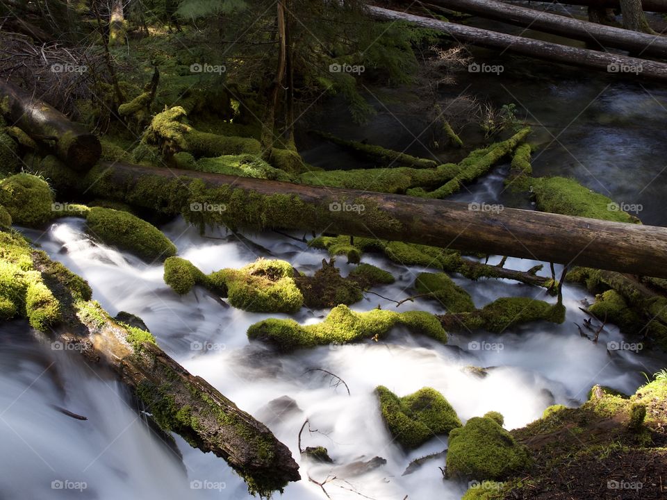 The mountain cold and fresh waters of Clearwater Falls rushing over moss covered rocks and slick wet logs on a sunny spring morning in Southwestern Oregon. 