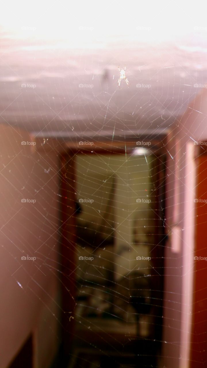 spider web in side home