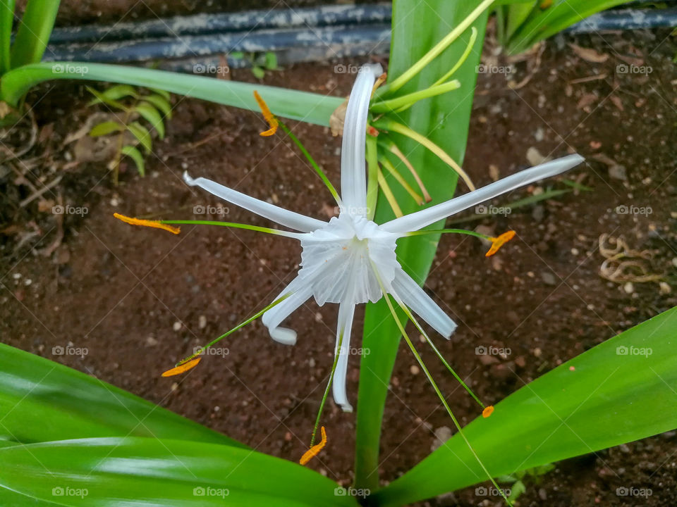 Beautiful White Flower