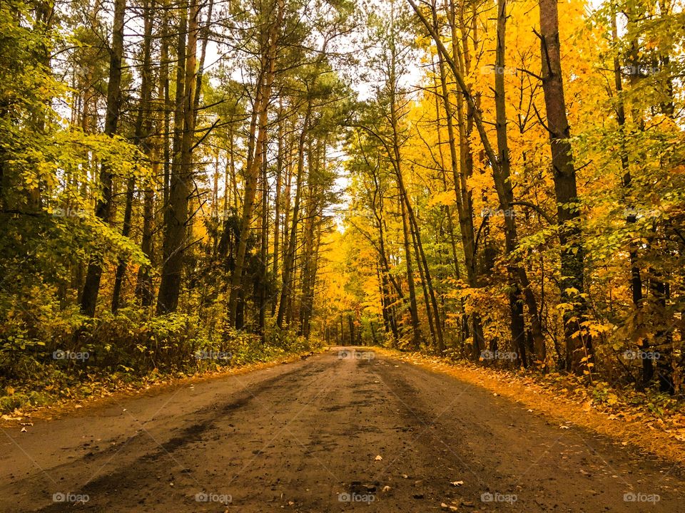 Wood, Road, Fall, Tree, Leaf