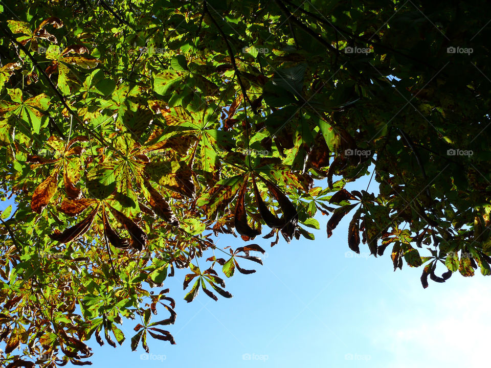 Autumn tree with colorful leaves.