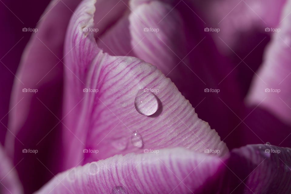 dew drop on a purple flower petal.  magic of purple color